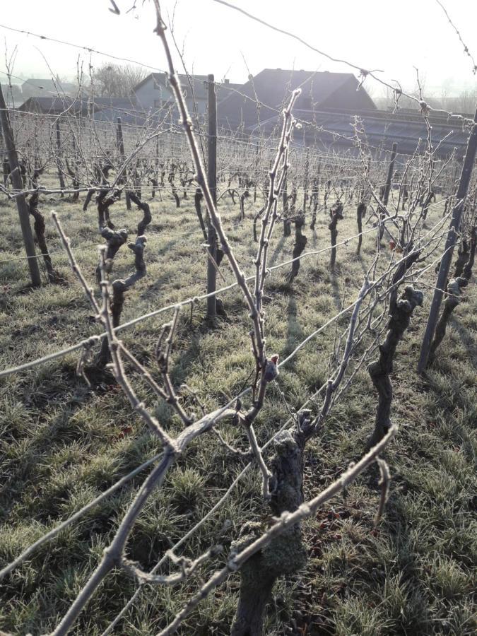 Weingut Will Und Wuerz Lemberger Lägenhet Schwaigern Exteriör bild